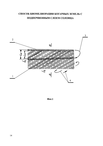 Способ биомелиорации богарных земель с подпочвенным слоем солонца (патент 2589224)