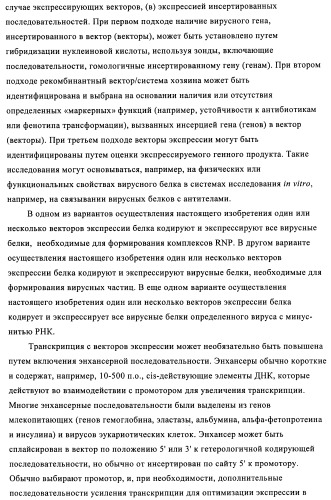 Способы и композиции для экспрессии антисмысловой вирусной рнк в клетках собаки (патент 2457250)