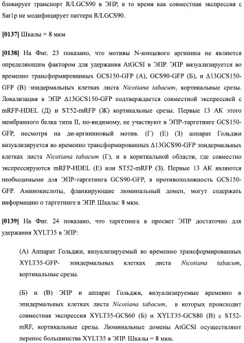 Набор последовательностей для таргетинга экспрессии и контроля посттрансляционных модификаций рекомбинантного полипептида (патент 2481399)