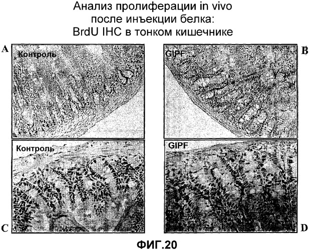 Желудочно-кишечный пролиферативный фактор и его применения (патент 2343158)