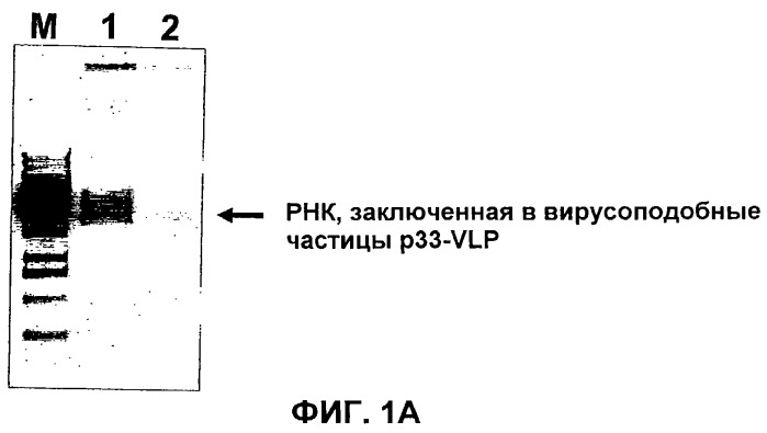 Композиции, содержащие cpg-олигонуклеотиды и вирусоподобные частицы, для применения в качестве адъювантов (патент 2322257)