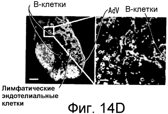 Никотиновые иммунонанотерапевтические лекарственные средства (патент 2487712)