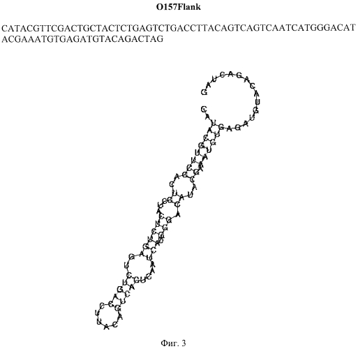 Последовательность днк-аптамеров, связывающаяся с бактериями escherichia coli o157:h7 (патент 2566551)