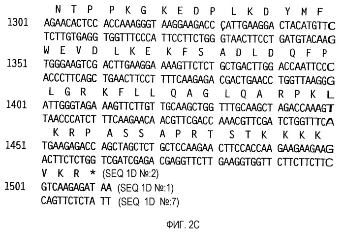 Оптимизированная экспрессия hpv 52 l1 в дрожжах (патент 2373219)