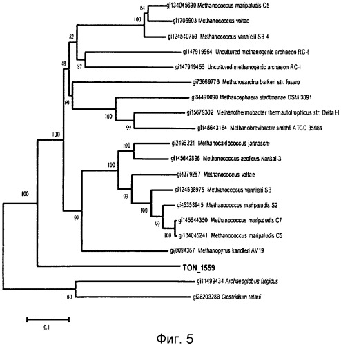 Новая гидрогеназа seq id no:5, очищенная из thermococcus onnurienus na1 с помощью моноokcида углерода, кодирующие ее гены, и способы получения водорода с использованием микроорганизма, имеющего указанные гены (патент 2460789)