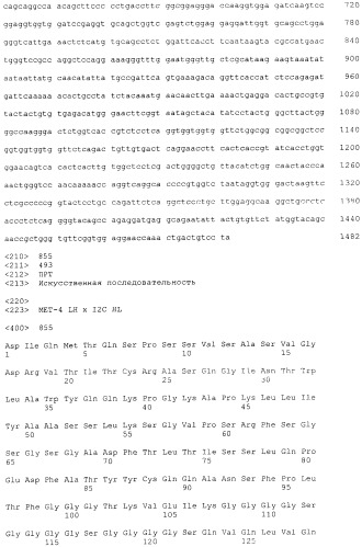 Pscaxcd3, cd19xcd3, c-metxcd3, эндосиалинxcd3, epcamxcd3, igf-1rxcd3 или fap-альфаxcd3 биспецифическое одноцепочечное антитело с межвидовой специфичностью (патент 2547600)