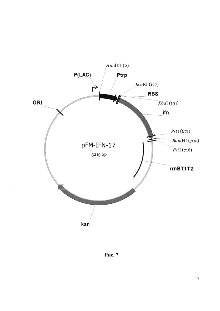 Рекомбинантная плазмида pfm-ifn-17, обеспечивающая экспрессию интерферона альфа-2b человека, рекомбинантная плазмида pfm-ар, обеспечивающая экспрессию фермента метионинаминопептидазы e. coli, биплазмидный штамм escherichia coli fm-ifn-ар (pfm-ifn-17, pfm-ар) - продуцент (met-) рекомбинантного интерферона альфа-2b человека (патент 2610173)