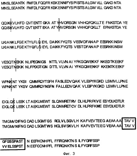 Слитый транскрипт реаранжированных генов scca1 и scca2, кодирующая его последовательность днк и экспрессирующая плазмида (варианты) (патент 2288269)