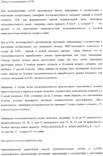 Экспонирование т-клеточных рецепторов (патент 2346004)