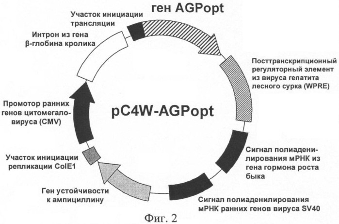 Ген agрopt ангиопоэтина-1 (патент 2385938)