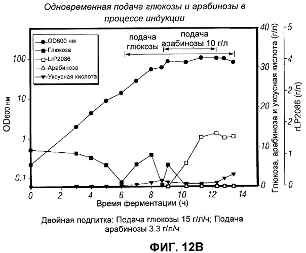 Процесс периодической ферментации с подпиткой при высокой плотности клеток для получения рекомбинантного белка (патент 2451070)
