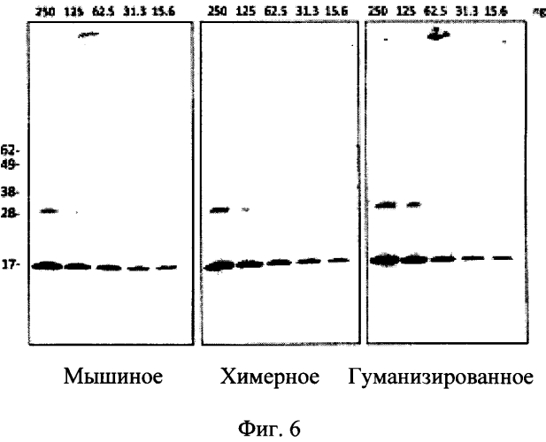 Гуманизированные антитела, которые распознают альфа-синуклеин (патент 2575629)