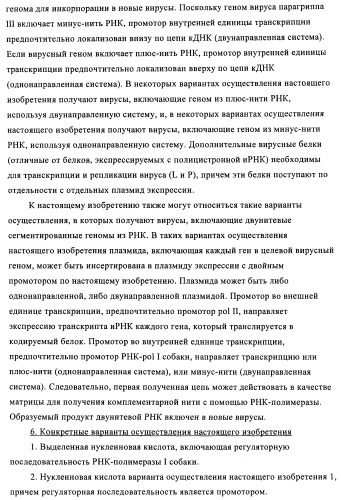 Способы и композиции для экспрессии антисмысловой вирусной рнк в клетках собаки (патент 2457250)