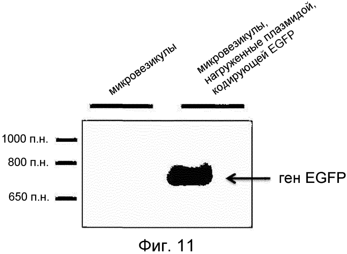 Микровезикулы, происходящие из протопластов клеток, и их применение (патент 2570636)