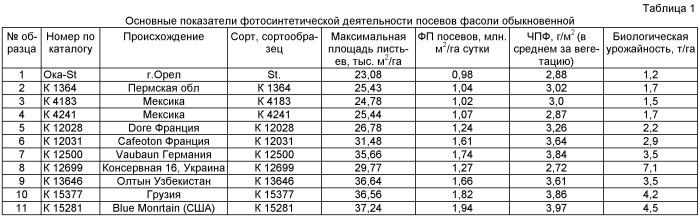 Способ возделывания фасоли обыкновенной phaseolus vulgaris l. в условиях резко континентального климата при капельном орошении (патент 2415555)