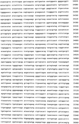 Бактериофаг, обладающий активностью против pseudomonas aeruginosa, белки бактериофага и способы их применения (патент 2580248)