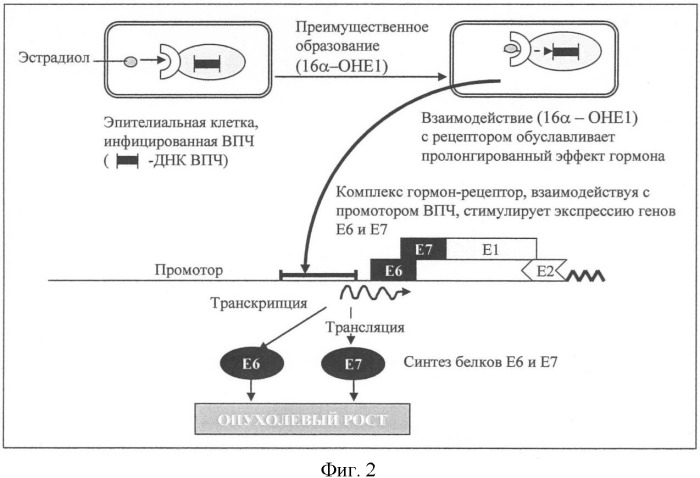 Фармацевтическая композиция для лечения диспластических процессов шейки матки (патент 2395281)