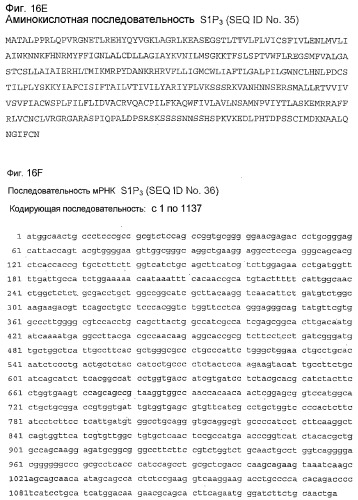 Применение s1p (патент 2362565)