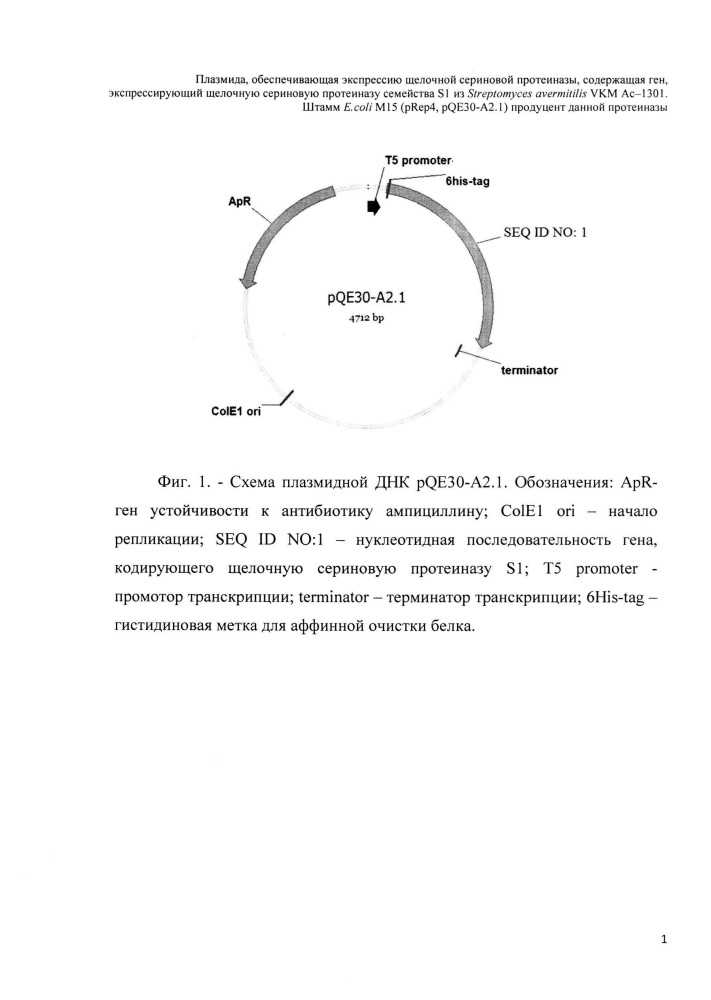 Плазмида, обеспечивающая экспрессию щелочной сериновой протеиназы, содержащая ген, экспрессирующий щелочную сериновую протеиназу семейства s1 из streptomyces avermitilis vkm ac-1301, штамм e. coli m15 (prep4, pqe30-a2.1) - продуцент данной протеиназы (патент 2662888)