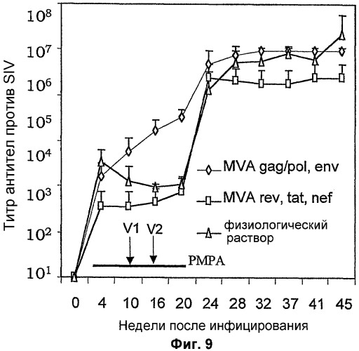 Модифицированный вариант вируса коровьей оспы ankara (патент 2290438)
