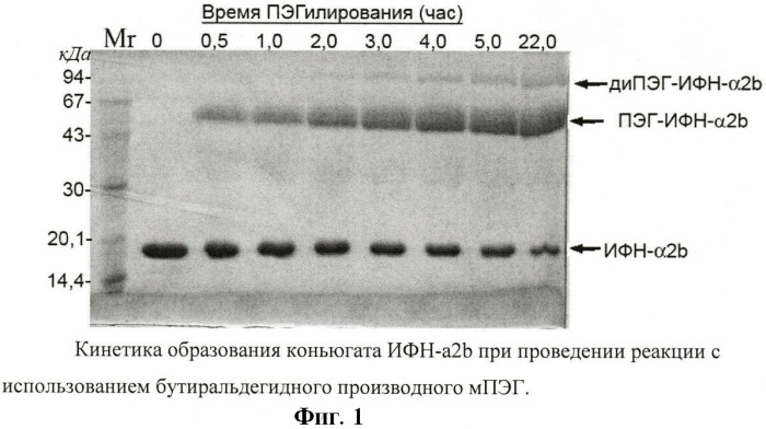 Новый функционально активный высокоочищенный стабильный конъюгат интерферона   с полиэтиленгликолем, представленный одним позиционным изомером пэг-n h-ифн, с уменьшенной иммуногенностью, с пролонгированным биологическим действием, пригодный для медицинского применения, и иммунобиологическое средство на его основе (патент 2447083)