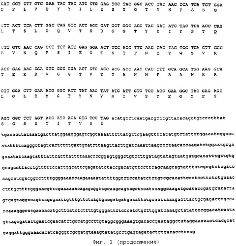 Штамм penicillium funiculosum, продуцирующиий комплекс ферментов - целлюлазу, эндо-1,4--ксиланазу, целлобиогидролазу, -глюкозидазу, эндо-1,3(4)- -глюканазу, ферулоил-эстеразу, жидкая кормовая добавка и сухой корм для сельскохозяйственных животных (патент 2261910)