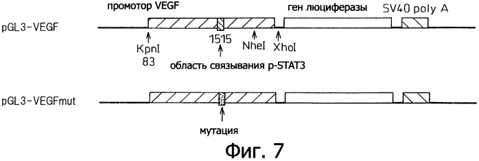 Терапевтический агент для мезотелиомы (патент 2392967)