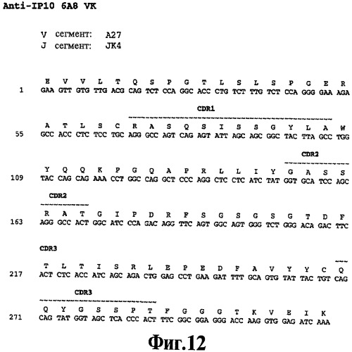 Выделенное антитело против ip-10, иммуноконъюгат и биспецифическая молекула на его основе, их композиции, способ лечения (варианты), кодирующая молекула нуклеиновой кислоты, соответствующий экспрессионный вектор, клетка-хозяин и гибридома (патент 2486199)