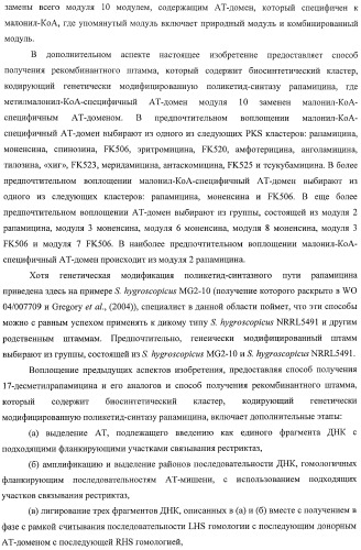 Получение поликетидов и других природных продуктов (патент 2430922)