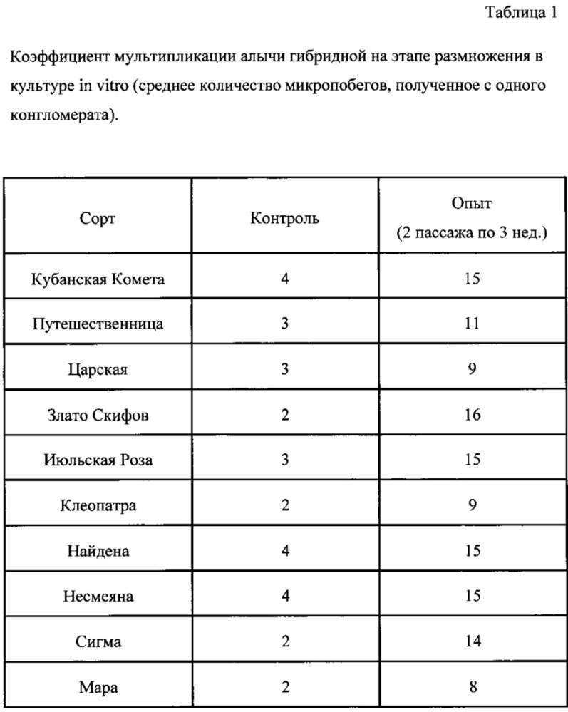 Способ клонального микроразмножения алычи in vitro (патент 2652953)