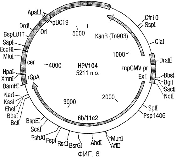 Полинуклеотидная последовательность, кодирующая полипептид вируса папилломы человека, ее применение, а также содержащие ее вектор и фармацевтическая композиция (патент 2354701)