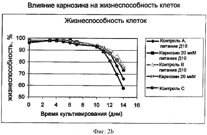 Способ получения белков с использованием соединений, препятствующих старению (патент 2491347)