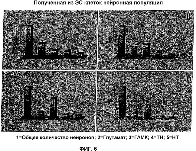 Получение гамкергических нейронов in vitro из эмбриональных стволовых клеток и их применение при лечении неврологических расстройств (патент 2380410)