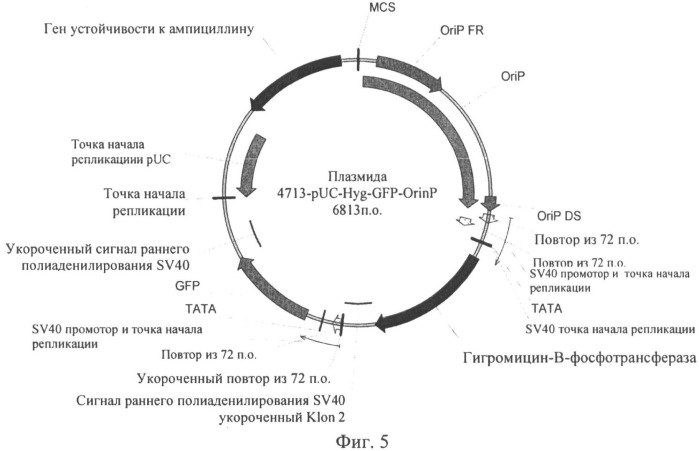 Промотор (патент 2491344)