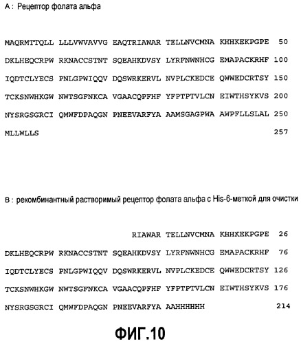 Антитела и фрагменты антител человека против рецептора фолата альфа для радиоиммунотерапии карциномы яичника (патент 2464277)