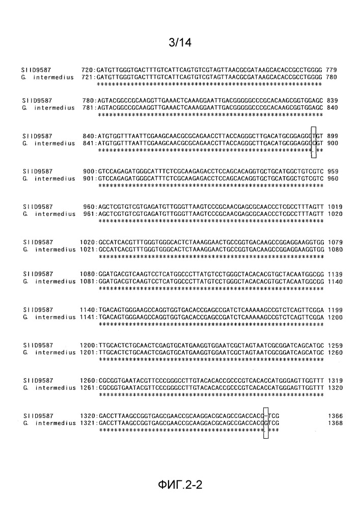 Бактериальная целлюлоза и продуцирующая ее бактерия (патент 2654675)