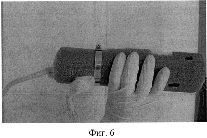 Устройство для бережной фиксации в неподвижном состоянии мелких лабораторных животных, позволяющее производить манипуляции с выбранным участком поверхности тела (патент 2524251)