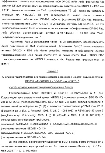 Антитела, связывающиеся с рецепторами kir2dl1,-2,-3 и не связывающиеся с рецептором kir2ds4, и их терапевтическое применение (патент 2410396)