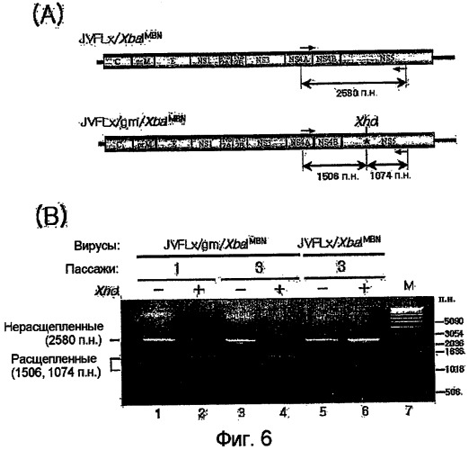 Новая полноразмерная геномная phk вируса японского энцефалита, полученная из нее инфекционная кднк jev и их применение (патент 2307872)