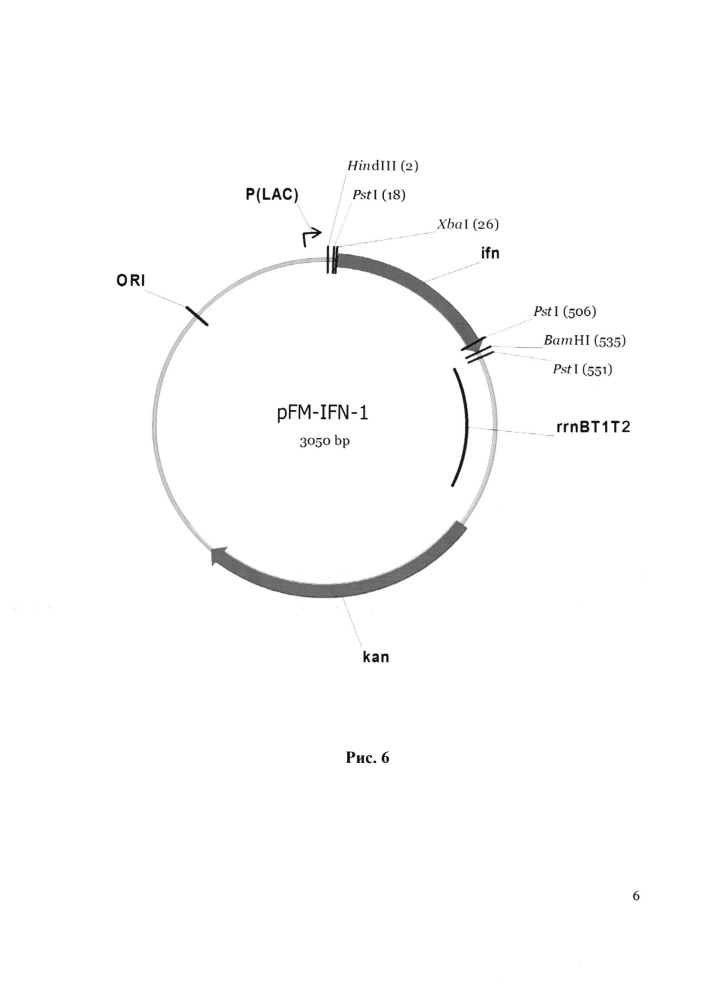 Рекомбинантная плазмида pfm-ifn-17, обеспечивающая экспрессию интерферона альфа-2b человека, рекомбинантная плазмида pfm-ар, обеспечивающая экспрессию фермента метионинаминопептидазы e. coli, биплазмидный штамм escherichia coli fm-ifn-ар (pfm-ifn-17, pfm-ар) - продуцент (met-) рекомбинантного интерферона альфа-2b человека (патент 2610173)