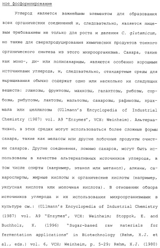 Гены corynebacterium glutamicum, кодирующие белки, участвующие в метаболизме углерода и продуцировании энергии (патент 2310686)