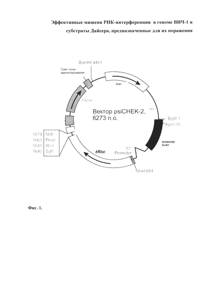 Эффективные мишени рнк-интерференции в геноме вич-1 и субстраты дайсера, предназначенные для их поражения (патент 2650774)
