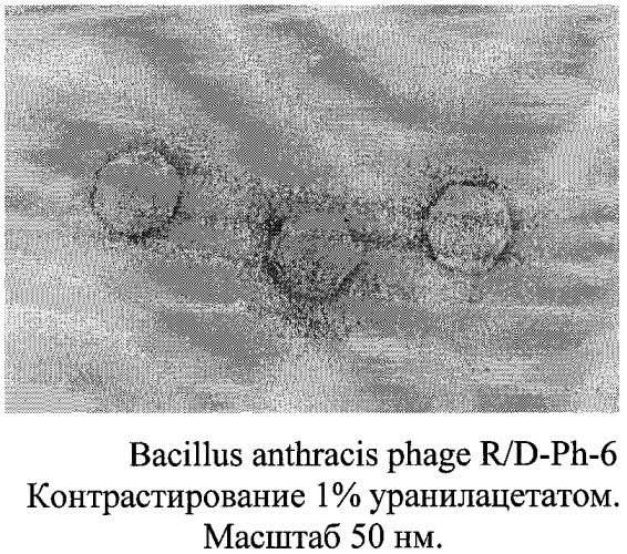 Штамм бактериофага bacillus anthracis r/d, используемый для получения препарата для диагностики сибиреязвенной инфекции, жидкий препарат для диагностики сибиреязвенной инфекции и препарат для диагностики сибиреязвенной инфекции (патент 2351650)