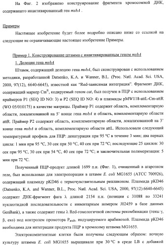 Способ получения l-треонина с использованием бактерии, принадлежащей к роду escherichia, в которой инактивирован ген msba (патент 2392313)
