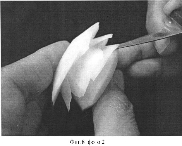 Способ изготовления декоративных украшений из овощей или фруктов &quot;карвинг&quot; (патент 2352471)