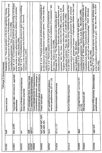 Гены corynebacterium glutamicum, кодирующие белки, участвующие в синтезе мембран и мембранном транспорте (патент 2312145)