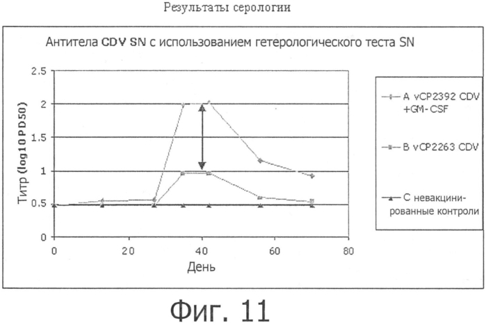 Композиции рекомбинантного cdv и ее применение (патент 2567337)