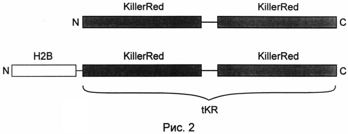 Выделенная нуклеиновая кислота, кодирующая оперативно слитый интрамолекулярный димер белка killerred, кассета экспрессии, клетка, продуцирующая химерный белок и содержащая кассету экспрессии, выделенный химерный белок (патент 2491342)