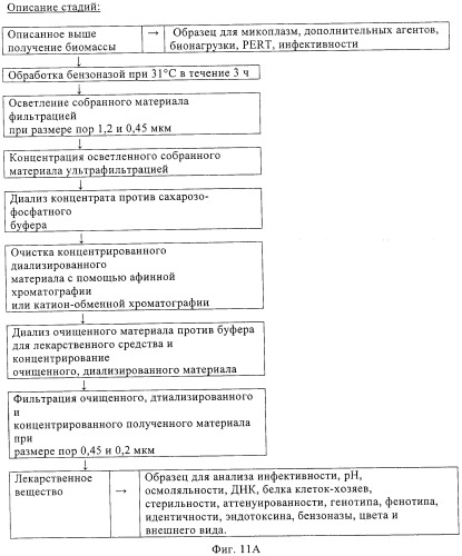 Линии клеток почки собаки майдин-дэрби (mdck), поддерживающие рост вирусов до высоких титров, и способ применения этих клеток в биореакторе (патент 2487935)