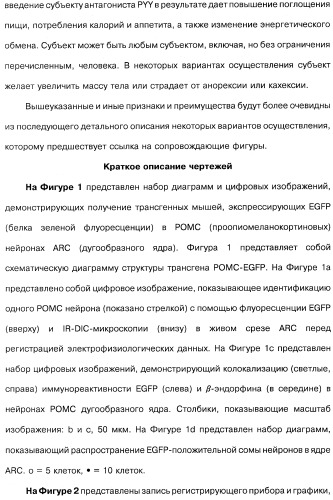 Способ модификации пищевого поведения и применение pyy или его агониста в качестве средства для модификации пищевого поведения (патент 2317104)